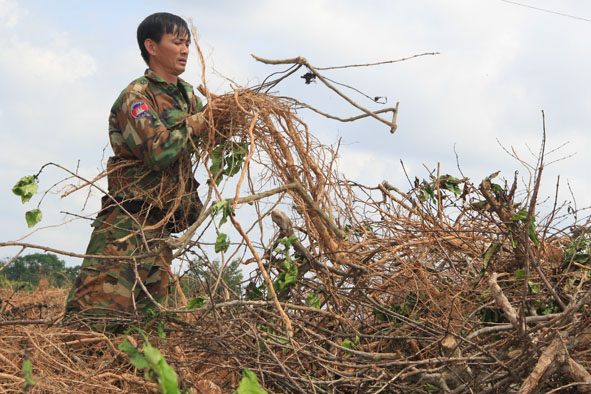Hạn hán đã làm cho vườn cà phê nhà anh Nguyễn Ngọc Chiến thôn 3, xã Ea Tar (huyện Cư M’gar) bị cháy khô hoàn toàn.  