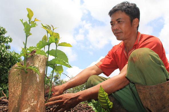 Ông Nguyễn Sĩ Đích, khối 8, phường Tân Lợi (TP. Buôn Ma Thuột) phục  hồi những cây cà phê bị hư hại do hạn  bằng phương pháp cưa đốn ghép chồi.
