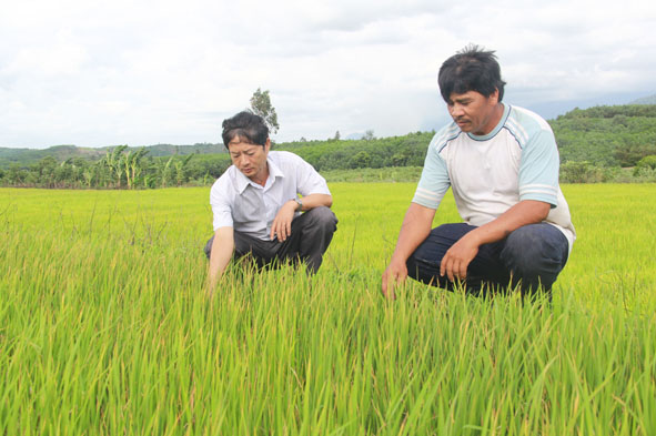 Lãnh đạo ngành Nông nghiệp huyện M’Đrắk kiểm tra diện tịch lúa bị hạn tại xã Cư M’tar.