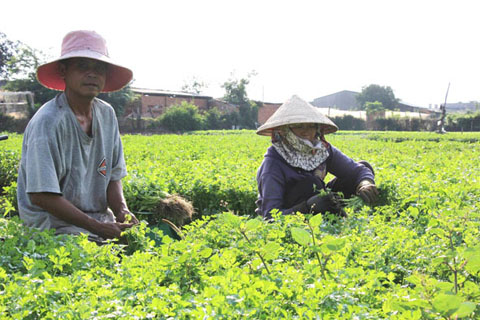 Nông dân phường Khánh Xuân (TP. Buôn Ma Thuột) trồng rau sạch theo tiêu chuẩn VietGAP.