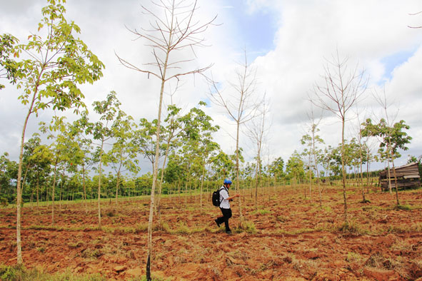       Một vườn cao su  còi cọc  của  người dân xã Cư M'lan sắp bị  phá bỏ  để trồng cây khác.