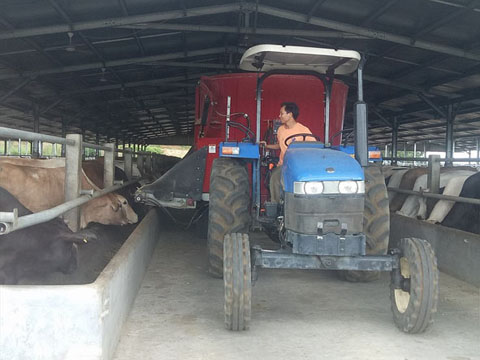 Công ty TNHH Liên hợp công-nông nghiệp và phát triển bền vững Sao Đỏ đầu tư Dự án chăn nuôi bò tại xã Ea Lai (huyện M’Đrắk).