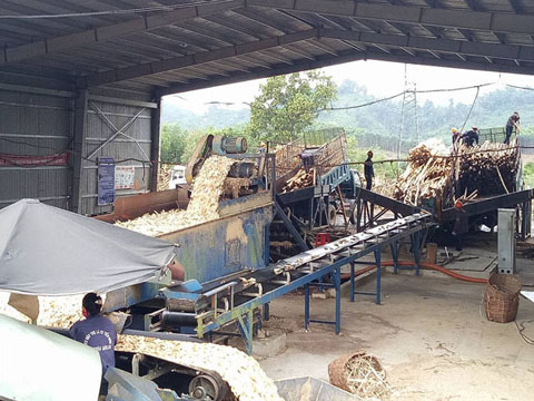 Nhà máy băm dăm – HTX Tiến Nam giúp người dân huyện M’Đrắk tiêu thụ 60 – 62 nghìn tấn keo nguyên liệu mỗi năm.