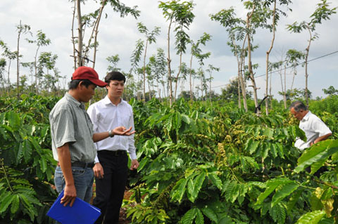 Cán bộ Ngân hàng NN-PTNT Chi nhánh Đắk Lắk kiểm tra hiệu quả tái canh cà phê tại huyện Cư Kuin. 