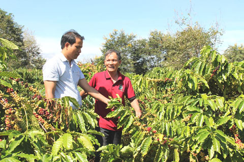 Cán bộ nông nghiệp huyện Cư Kuin đang trao đổi với nông dân về kỹ thuật canh tác cà phê bền vững.