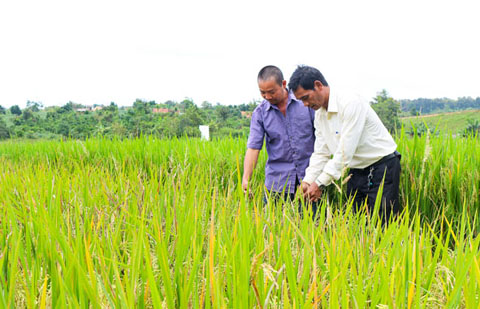 Cán bộ Trạm Khuyến nông huyện Ea H'leo (phải) kiểm tra mô hình lúa lai Bio 404  tại xã Ea Hiao.     