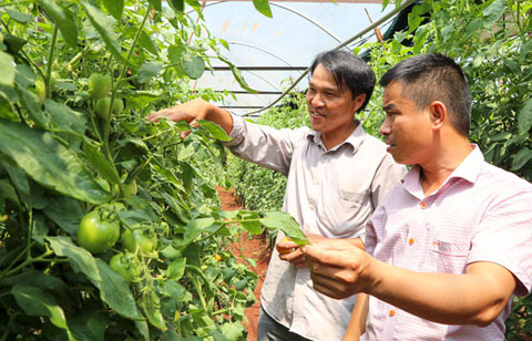 Anh Lê Văn Nhân (trái) ở xã Ea Ral, huyện Ea H’leo giới thiệu mô hình sản xuất rau an toàn của gia đình.  