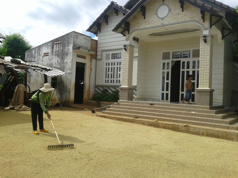 Gia đình anh Y Nguyên Byă đang phơi lúa trên sân trước ngôi nhà mới xây khang trang.