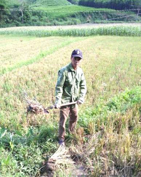 Anh Triệu Đức Toàn đang chăm sóc ruộng lúa của gia đình.