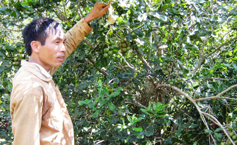  Người dân  ở huyện Krông Năng phát triển kinh tế  từ cây  mắc ca. 