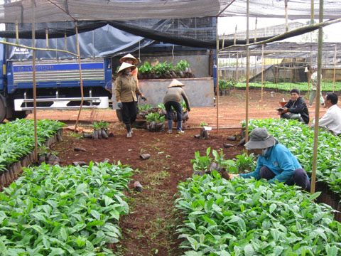 Một cơ sở sản xuất, kinh doanh giống cây trồng tại xã Hòa Thắng, TP. Buôn Ma Thuột