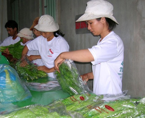 Các thành viên của HTX rau an toàn Toàn Thịnh (huyện Cư M’gar) thực hiện sơ chế, đóng gói sản phẩm.  