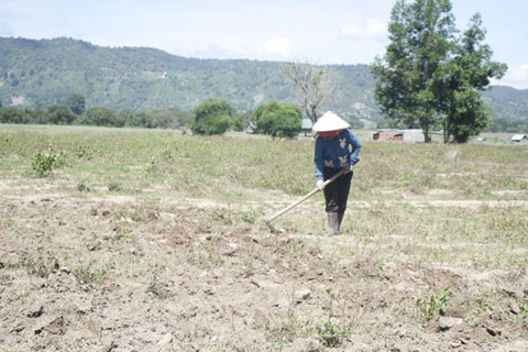 Người dân buôn Hang Ja (xã Bông Krang, huyện Lắk) canh tác trên mảnh đất khô cằn. 