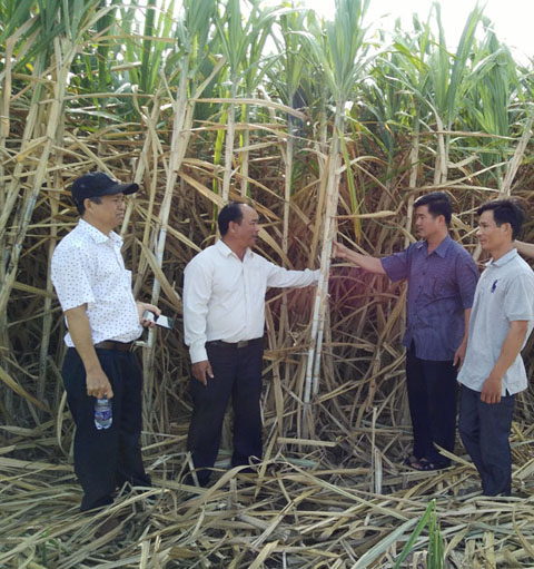 Mô hình trồng mía chất lượng cao của HTX Dịch vụ tổng hợp nông nghiệp Thăng Bình (huyện Krông Bông).