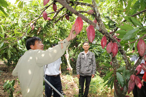 Nông dân trồng ca cao tham gia vào HTX ở huyện Ea Kar. 