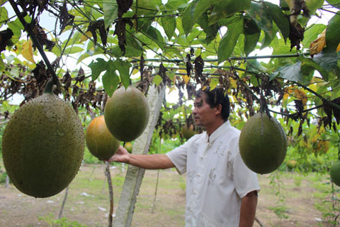 Ông Chu Xuân Sinh đang kiểm tra những trái gấc sắp đến ngày thu hoạch.
