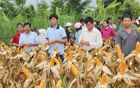 Nông dân huyện Cư M’gar tìm hiểu về giống ngô lai NK6410 ở xã Quảng Hiệp.