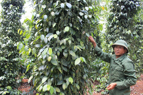 Mô hình trồng hồ tiêu xen cà phê ở thôn Hòa Trung cho hiệu quả kinh tế cao. 
