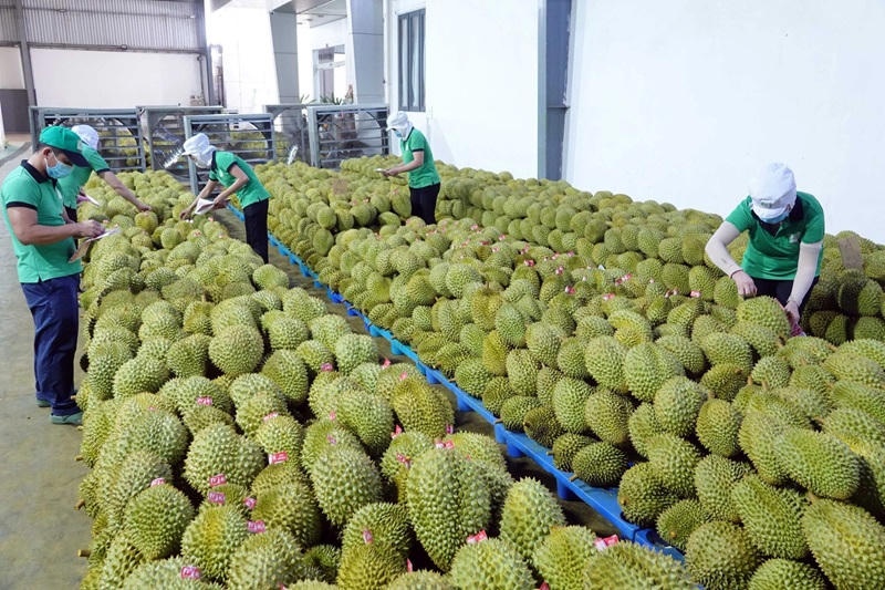 Ngành hàng sầu riêng: Hướng tới kim ngạch xuất khẩu 4,5 tỷ USD