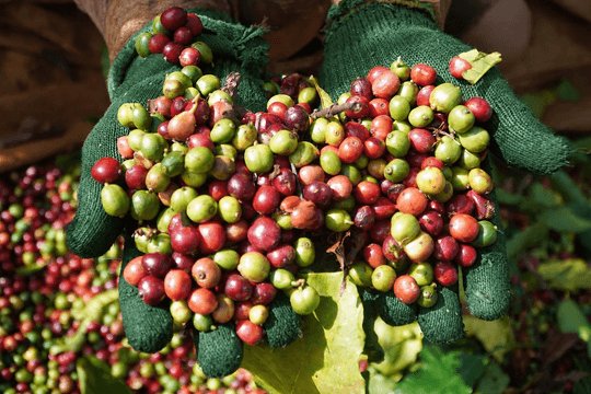 Giá cà phê hôm nay 20/7/2026: Ba địa phương chạm 98.000 đồng/kg, Brazil lo hụt 20% sản lượng