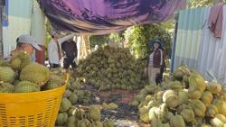 Giá sầu riêng giảm sâu nhưng xuất khẩu vẫn tăng mạnh