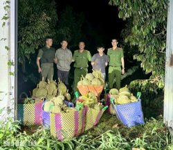 Phát hiện, bắt quả tang 2 đối tượng trộm cắp 500kg sầu riêng của người dân