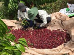 Giá cà phê hôm nay 1-10: Quay đầu tăng, khép lại vụ cà phê cũ như mơ