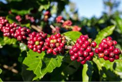 Giá cà phê hôm nay 10-10: Tăng mạnh rồi đi lùi