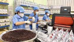 Kim ngạch xuất khẩu cà phê chế biến vượt 1 tỷ USD