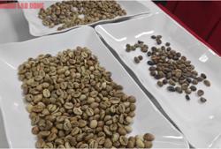 Giá cà phê hôm nay 13-10: Mỹ tăng mua đột biến, giá cà phê có tăng trở lại?