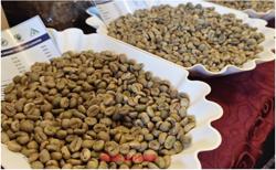 Giá cà phê hôm nay 14-10: Tăng tốt đầu tuần