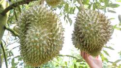 Giám sát chặt mã số vùng trồng, cơ sở đóng gói phục vụ xuất khẩu