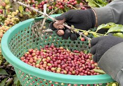 Nguồn cung toàn cầu khan hiếm, cà phê Việt Nam giữ giá cao kỷ lục