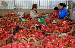 Vùng nguyên liệu chuẩn: Giấy “thông hành” để trái cây Việt vươn xa