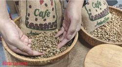 Giá cà phê hôm nay 16-10: Tăng trở lại và sự trỗi dậy của cà phê Trung Quốc