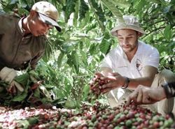 Giá cà phê hôm nay 17-10: Robusta tăng tiếp