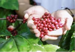 Giá cà phê hôm nay 2-10: Tăng vọt khó tin