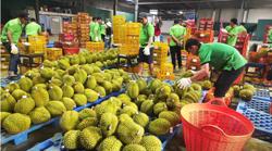 Xuất khẩu đón sóng thị trường tỉ dân