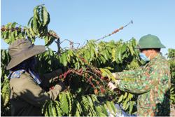 Cà phê xuất khẩu tăng trưởng ấn tượng