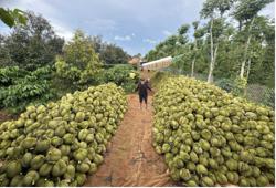 Nâng tầm nông sản Việt: Chuyển đổi cơ cấu giảm phát thải carbon