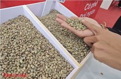 Giá cà phê hôm nay 25-10: Hồi phục và điểm lạ của thị trường số 1