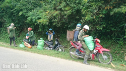 Mùa măng rừng Tây Nguyên