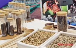 Giá cà phê hôm nay 29-10: Robusta phục hồi nhẹ, Arabica tiếp tục giảm