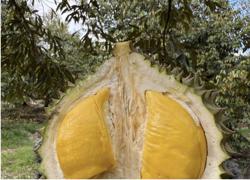 Quê hương của Musang King nhập khẩu sầu riêng Việt Nam để tiêu thụ nội địa