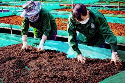 Lấy '3 nền tảng cốt lõi' xây dựng hệ sinh thái cà phê hữu cơ