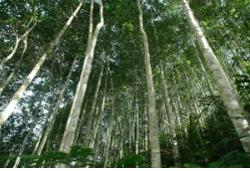 Thúc đẩy dự án tạo tín chỉ carbon từ trồng rừng