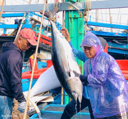 Đắk Lắk quyết tâm cấp phép 100% tàu cá đủ điều kiện trước 30/10