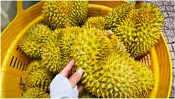 Phó Thủ tướng yêu cầu làm rõ trách nhiệm để gián đoạn kiểm nghiệm sầu riêng