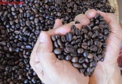 Giá cà phê hôm nay 4-10: Bùng nổ cuối tuần