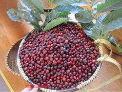 Giá cà phê hôm nay 6-10: Tuần mới có tăng?